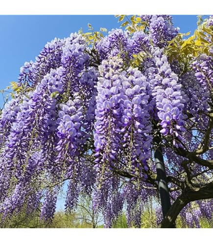 Amazon.com : Large Catawba Tree Crape Myrtle, Matures 18ft+